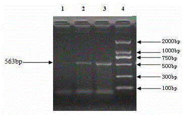 Deer fetus DNA identification kit and method