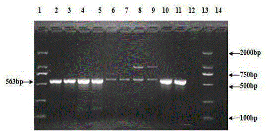 Deer fetus DNA identification kit and method