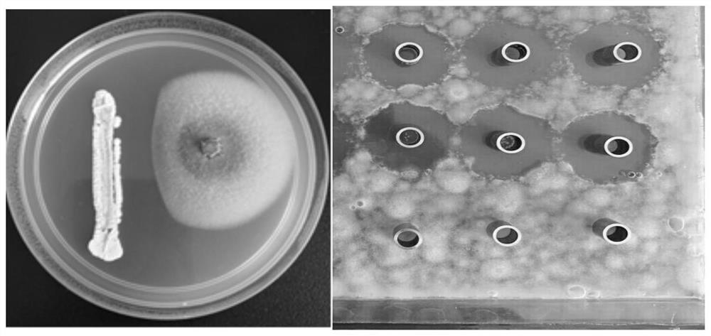 Application of streptomyces in biological control