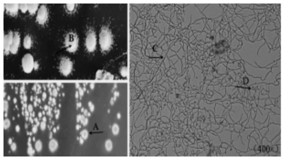 Application of streptomyces in biological control