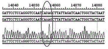 VII type Newcastle disease virus L gene mutation attenuated vaccine strain and preparation method thereof