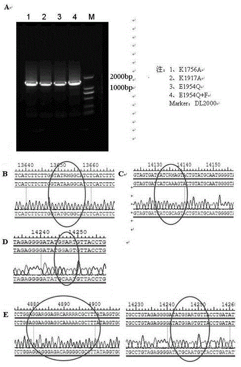 VII type Newcastle disease virus L gene mutation attenuated vaccine strain and preparation method thereof