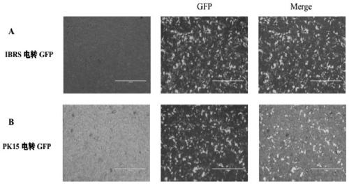 Targeting vector for pig GHR gene knock-out and applications thereof