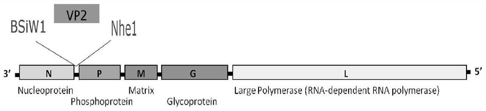 Recombinant rabies virus of chimeric canine parvovirus VP2 gene and application of recombinant rabies virus