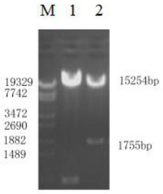 Recombinant rabies virus of chimeric canine parvovirus VP2 gene and application of recombinant rabies virus