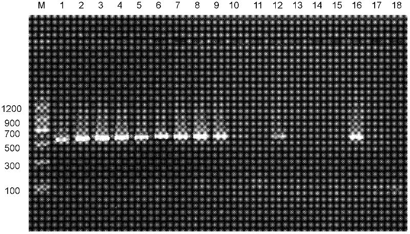 Specific primer pair for assisting identification of Klebsiella pneumoniae