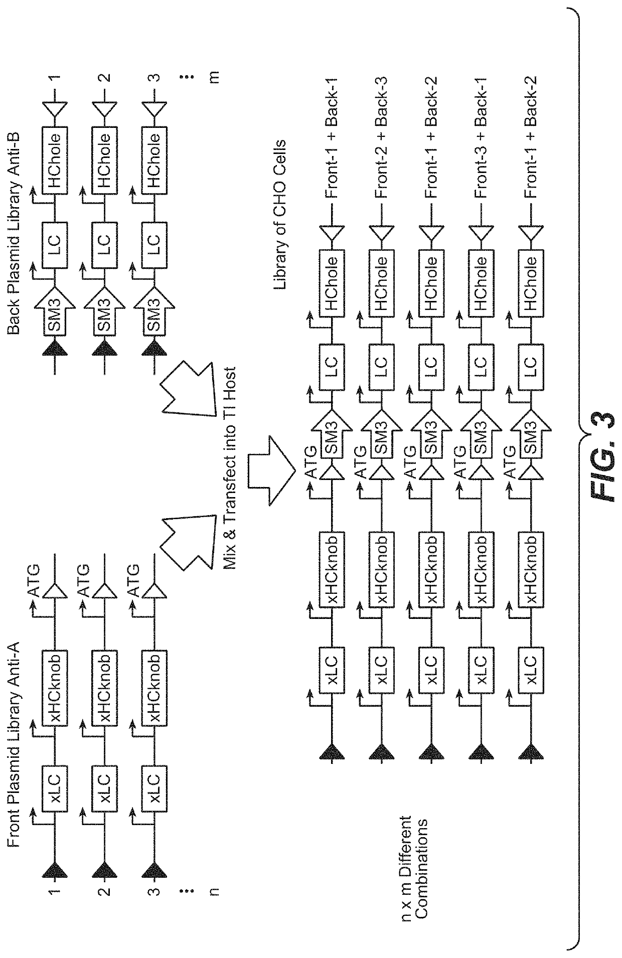 Multispecific antibody screening method using recombinase mediated cassette exchange