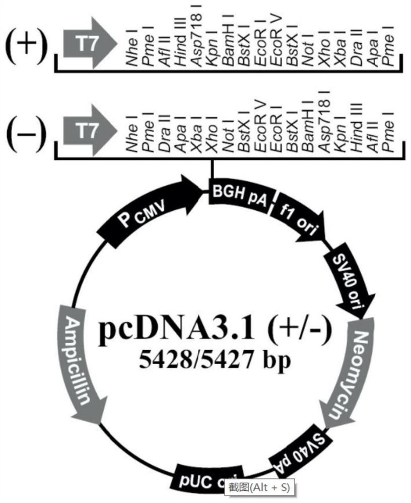 NMDAR recombinant protein related to autoimmune encephalitis as well as coding sequence, preparation method and application of NMDAR recombinant protein