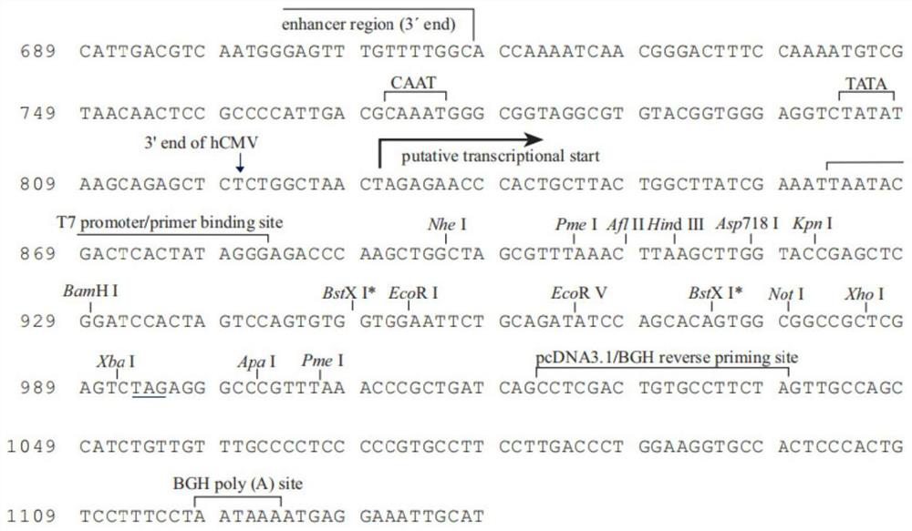 NMDAR recombinant protein related to autoimmune encephalitis as well as coding sequence, preparation method and application of NMDAR recombinant protein