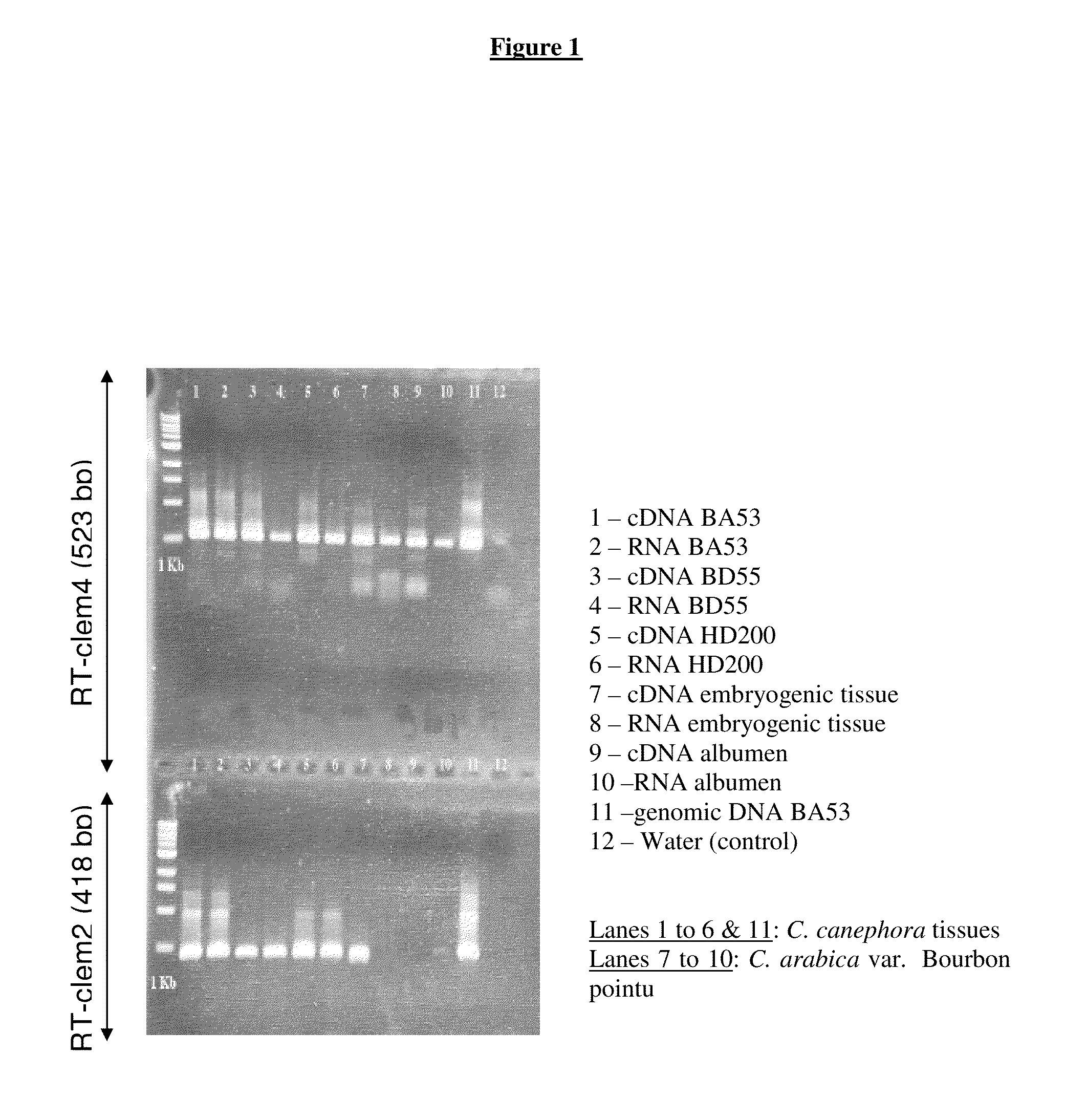 Clem2, active retrotransposon of coffee plants