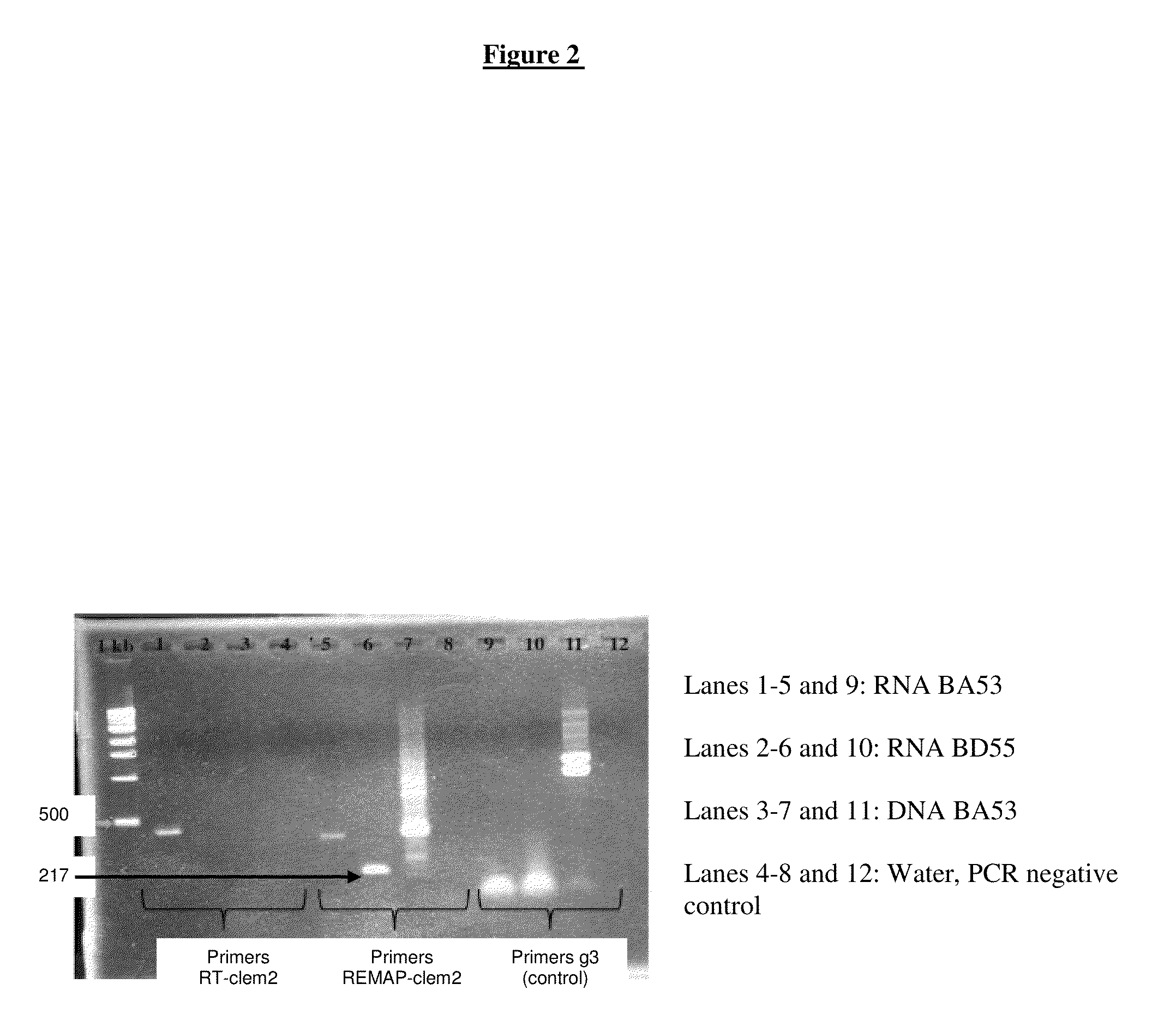 Clem2, active retrotransposon of coffee plants