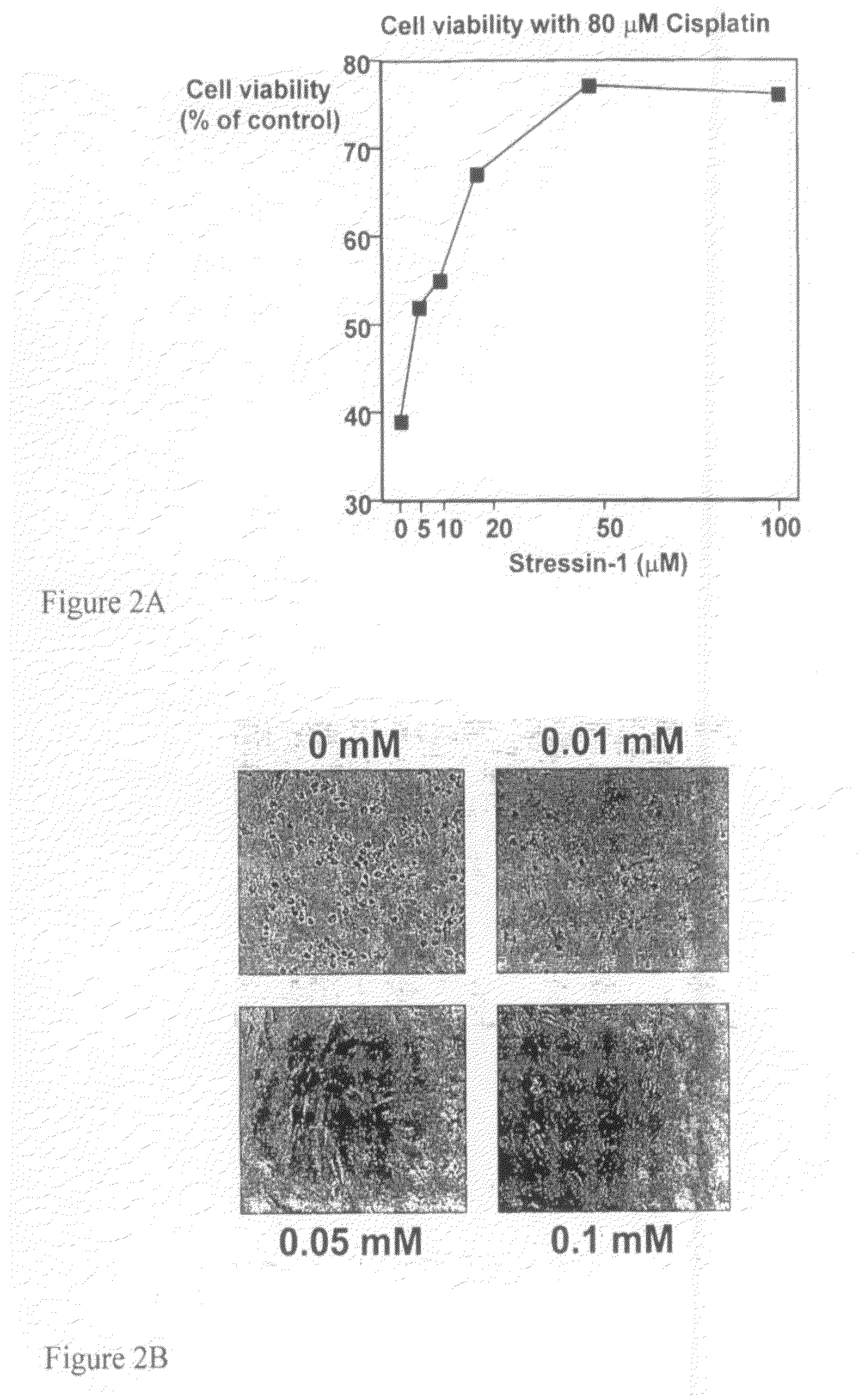 Peptide Inhibitors for Mediating Stress Responses