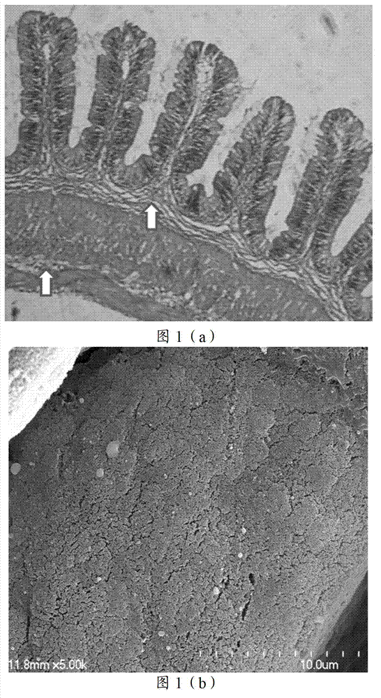 Method for establishing fish inflammatory bowel disease model and established model thereof