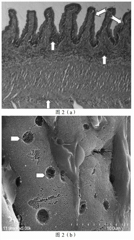 Method for establishing fish inflammatory bowel disease model and established model thereof