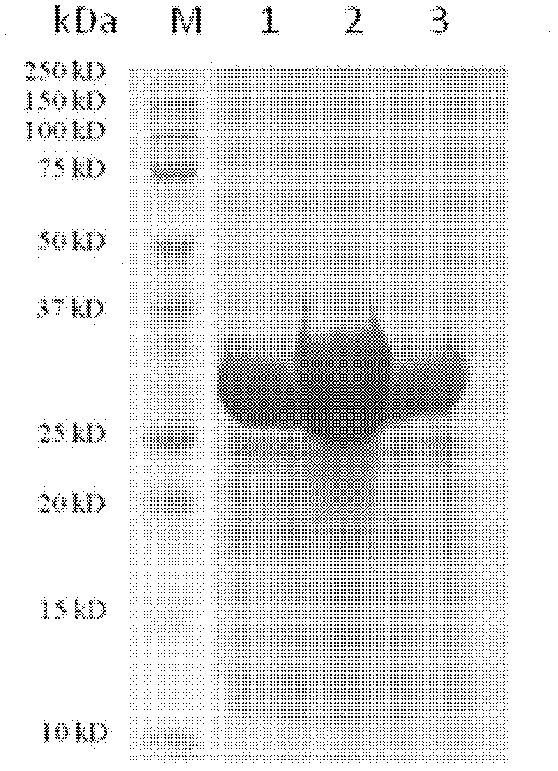 Preparation method and application of thermomyces lanuginosus lipase