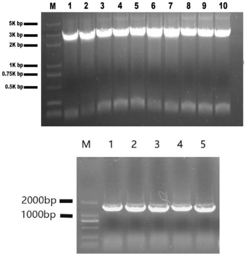 Creation and application of heavy metal super-enrichment genetically modified engineering rape for transferring sedum plumbizincicola SpHMA2 and SpNramp5