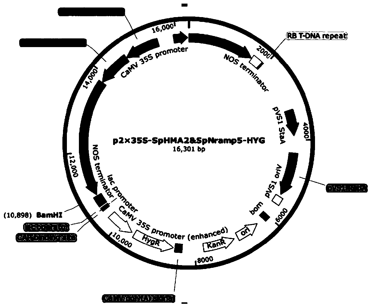 Creation and application of heavy metal super-enrichment genetically modified engineering rape for transferring sedum plumbizincicola SpHMA2 and SpNramp5