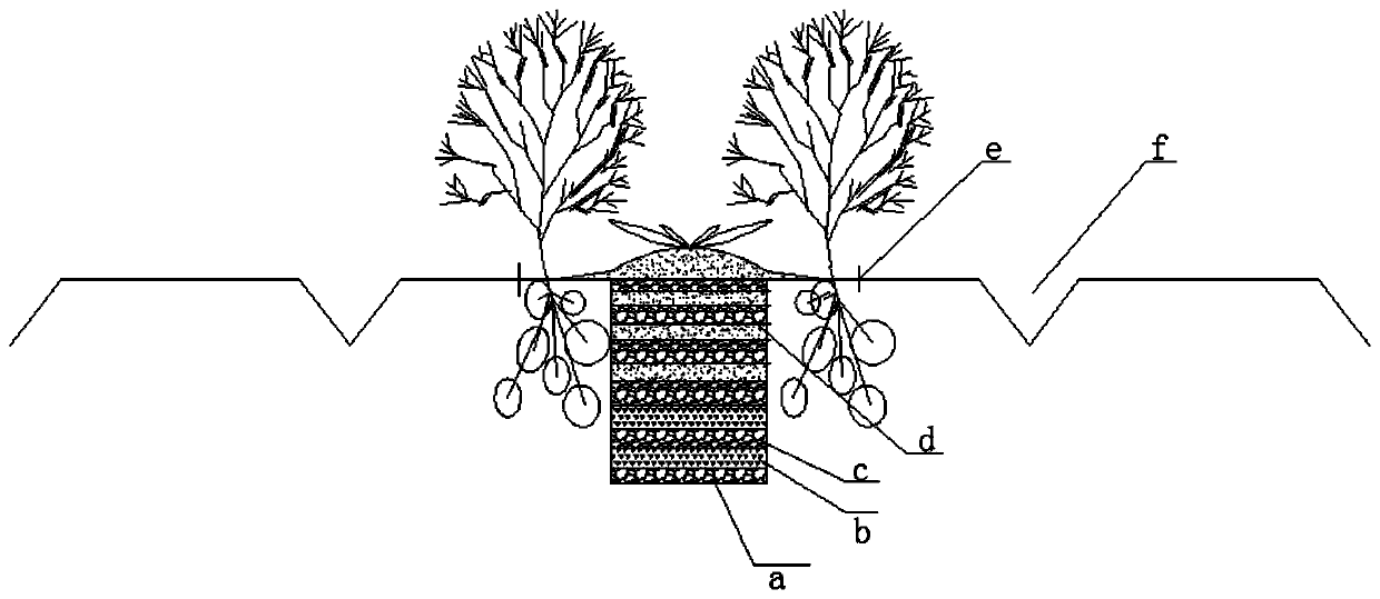 A kind of planting method of potato intercropping dandelion