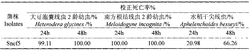 Preparation method of biocontrol fungus gloeotinia having plant nematode poisoning activity