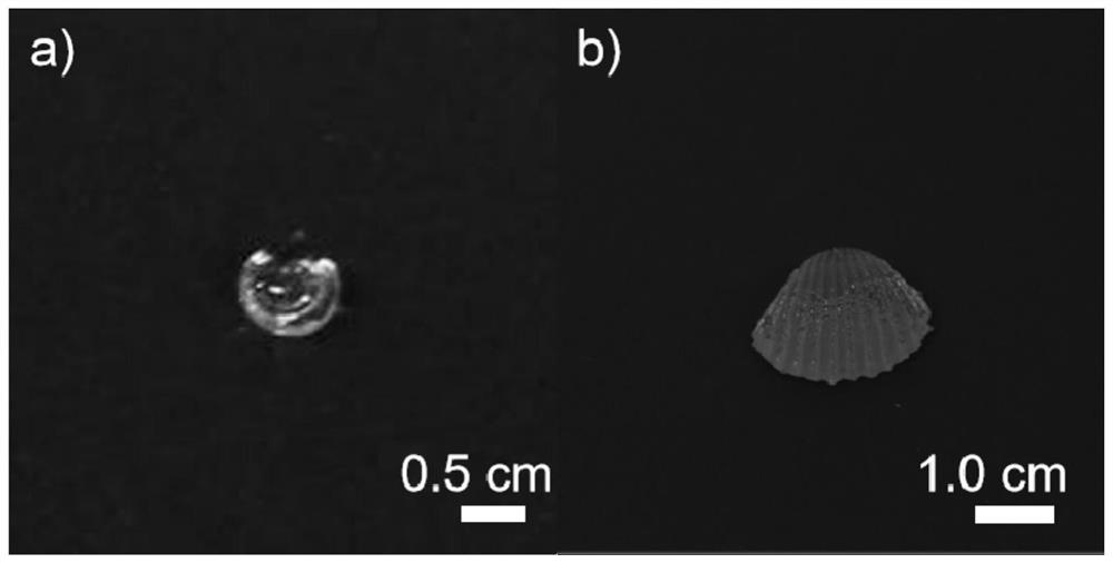 Cyclic peptide glass and pharmaceutical composition glass containing cyclic peptide