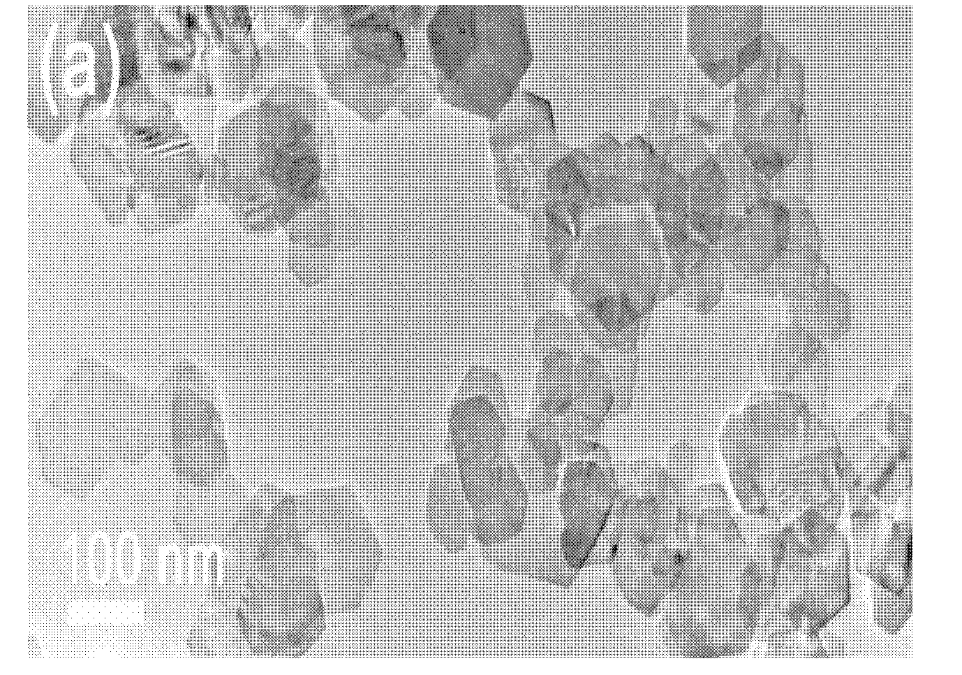 Method for preparing SnS2 nano hexagonal tablets through high-temperature liquid phase by using injection method