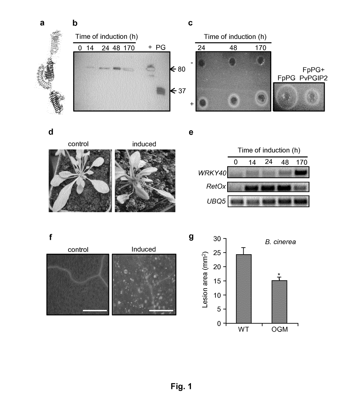 Fusion protein and transgenic plant expressing said protein