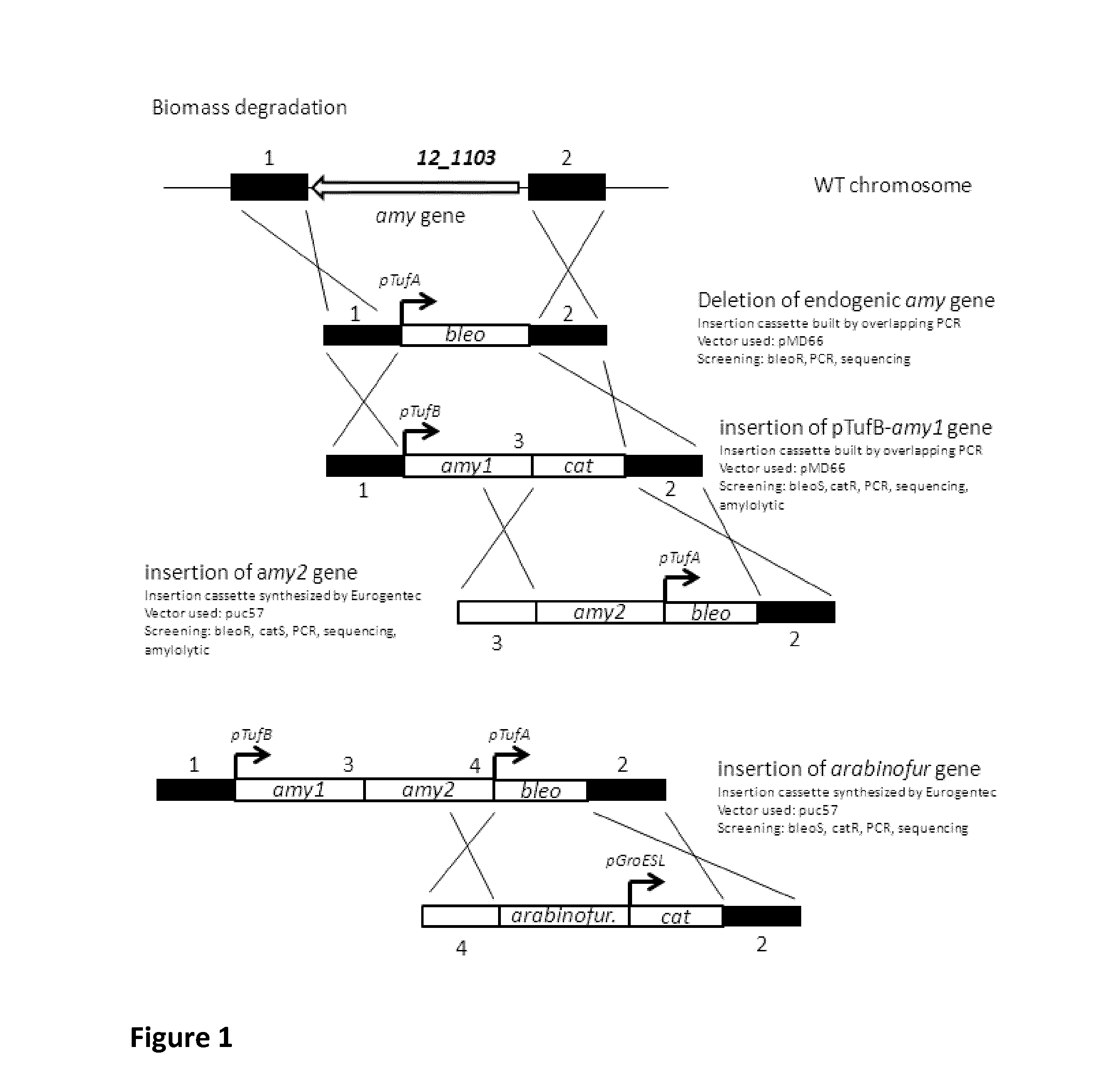 Bacteria with reconstructed transcriptional units and the uses thereof