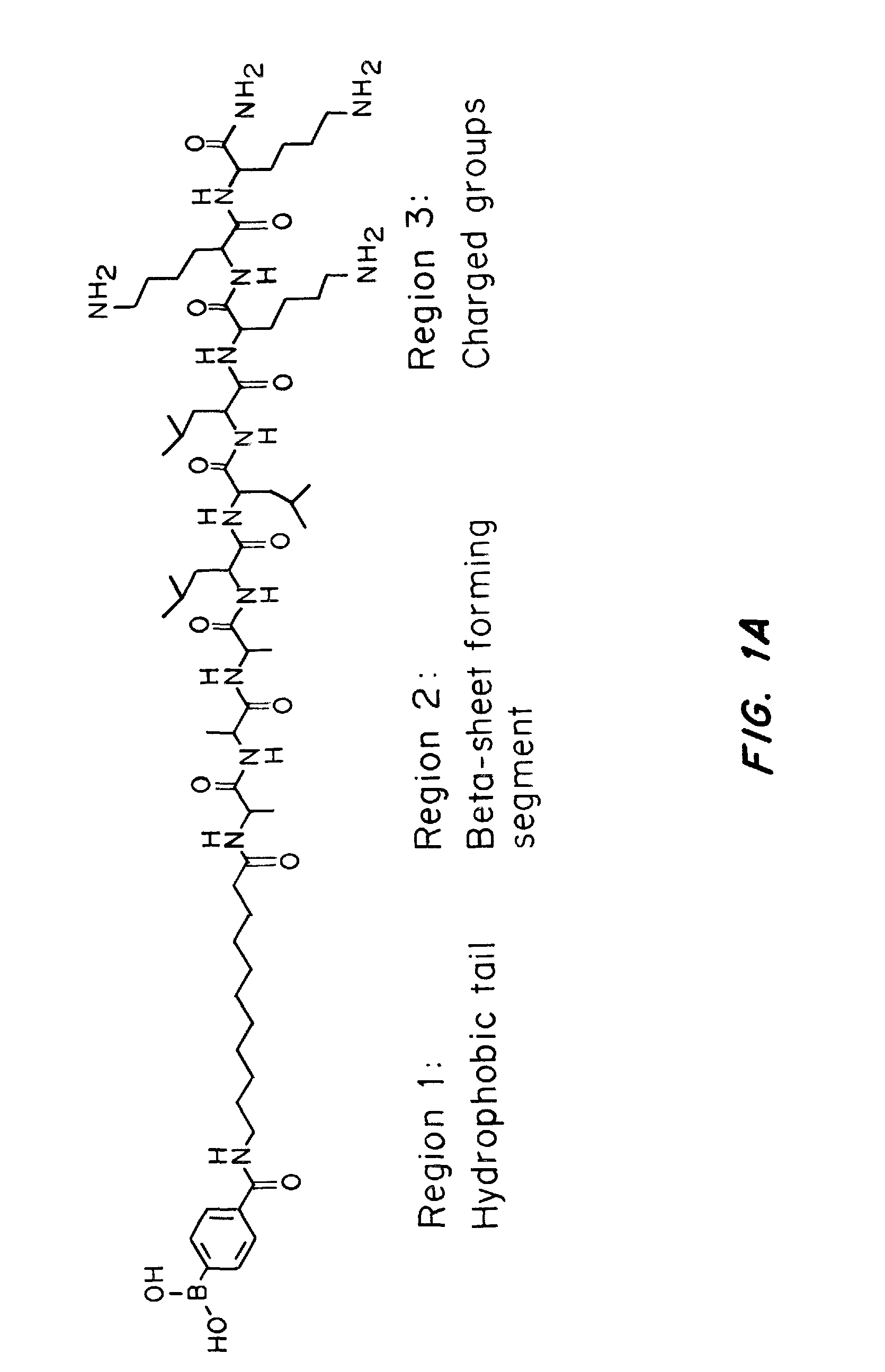 Self-regulated peptide hydrogel for insulin delivery