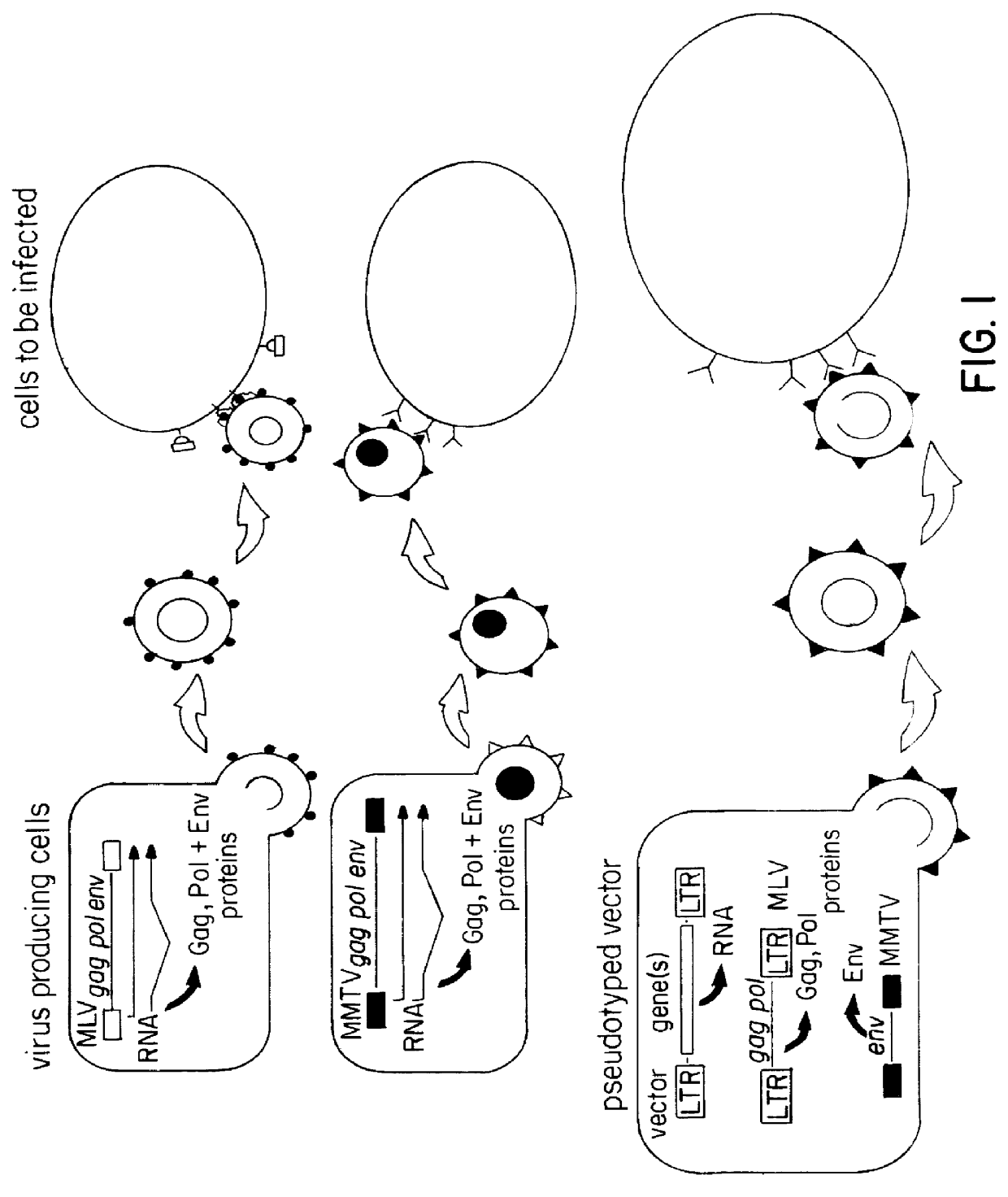 Pseudotyped retroviral particles