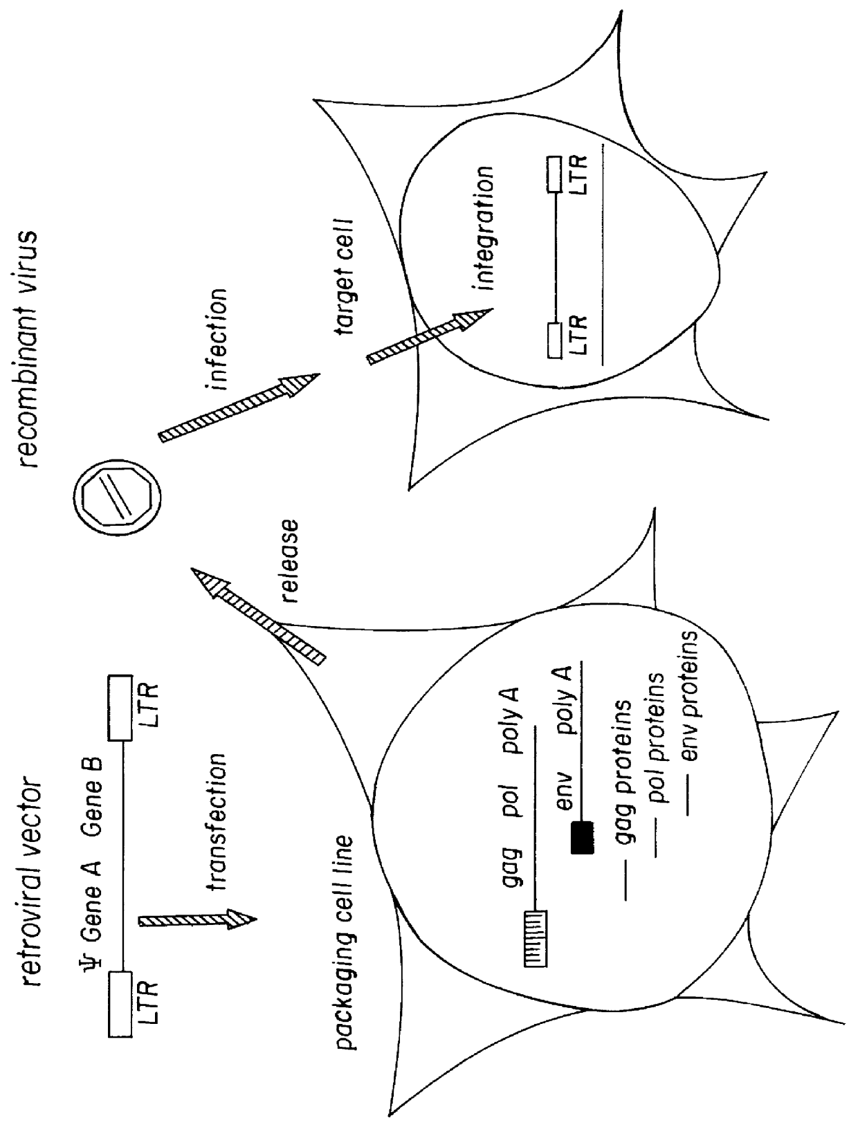 Pseudotyped retroviral particles