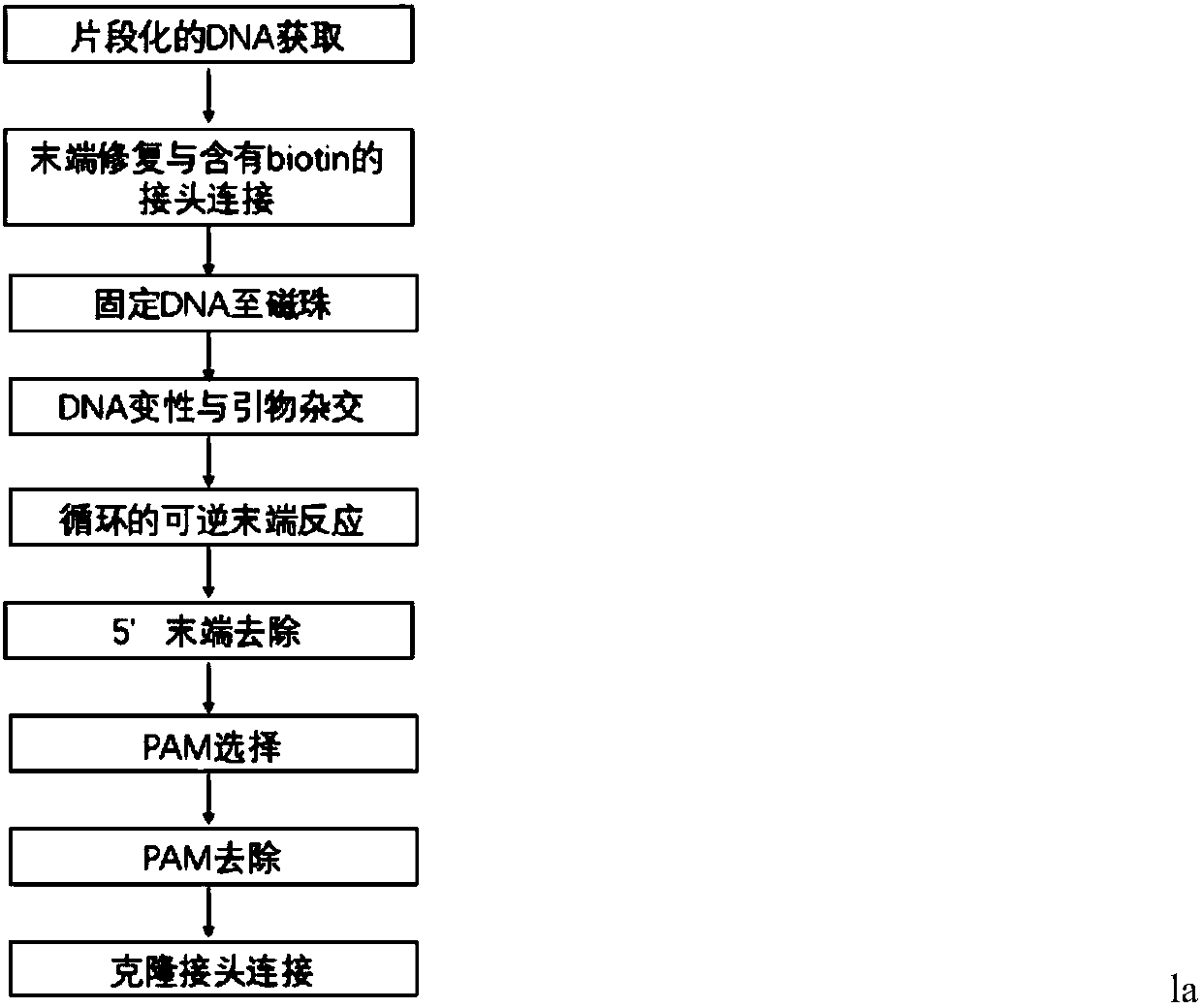 Method used for synthesis of DNA library with fixed length and specific terminal sequence based on template material