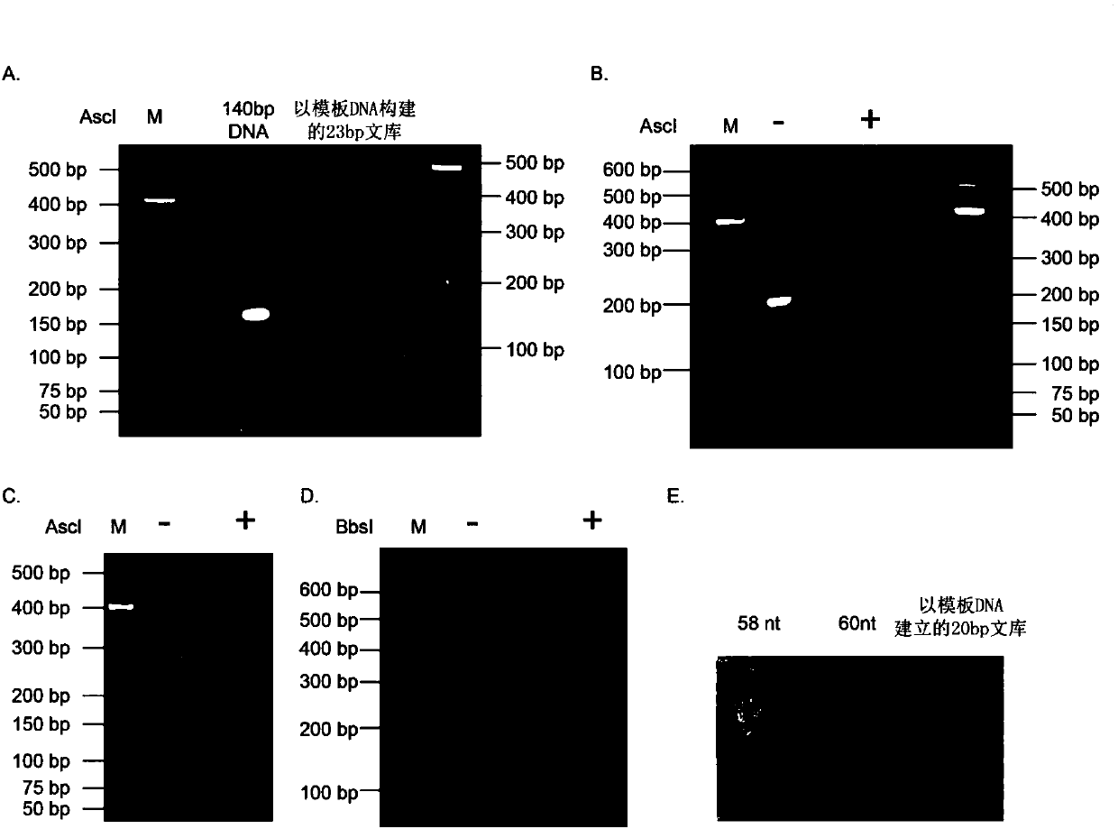 Method used for synthesis of DNA library with fixed length and specific terminal sequence based on template material