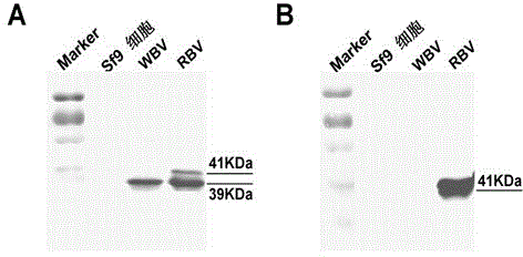 Method for marking enveloped virus nucleocapsid by using quantum dot