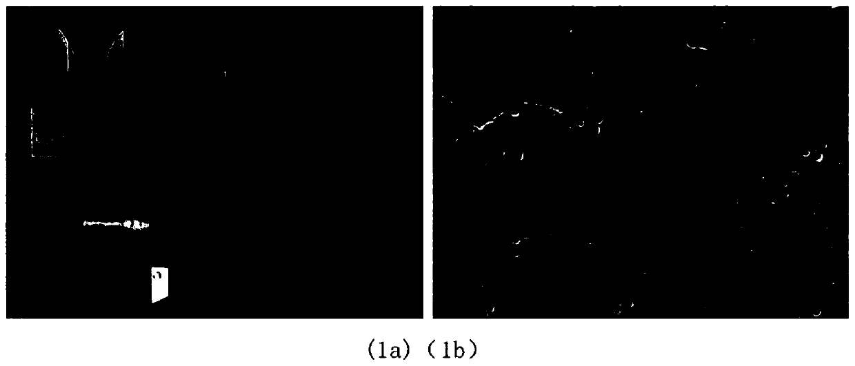 Piezoelectric stent composition capable of realizing self-generating electricity stimulation as well as preparation method and application thereof