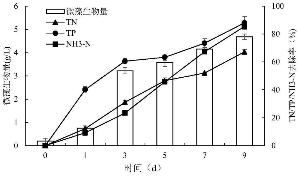 Method for carrying out nitrogen and phosphorus resource recovery and carbon neutralization by coupling filamentous algae after moderately nitrifying high-concentration ammonia-nitrogen wastewater