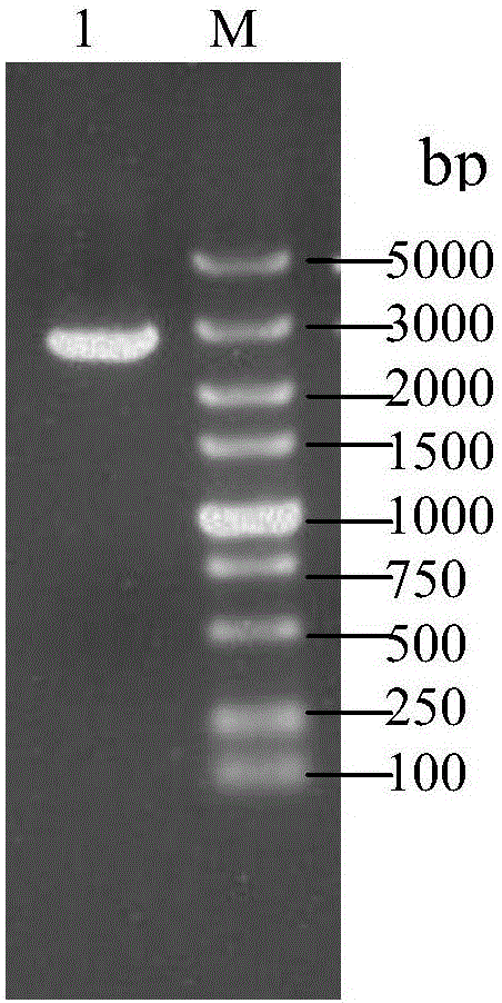 A bacillus amyloliquefaciens nitrite reductase, a gene and applications