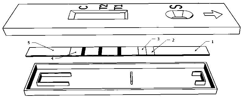 Diagnostic test strip for serological identification of Brucella antibody