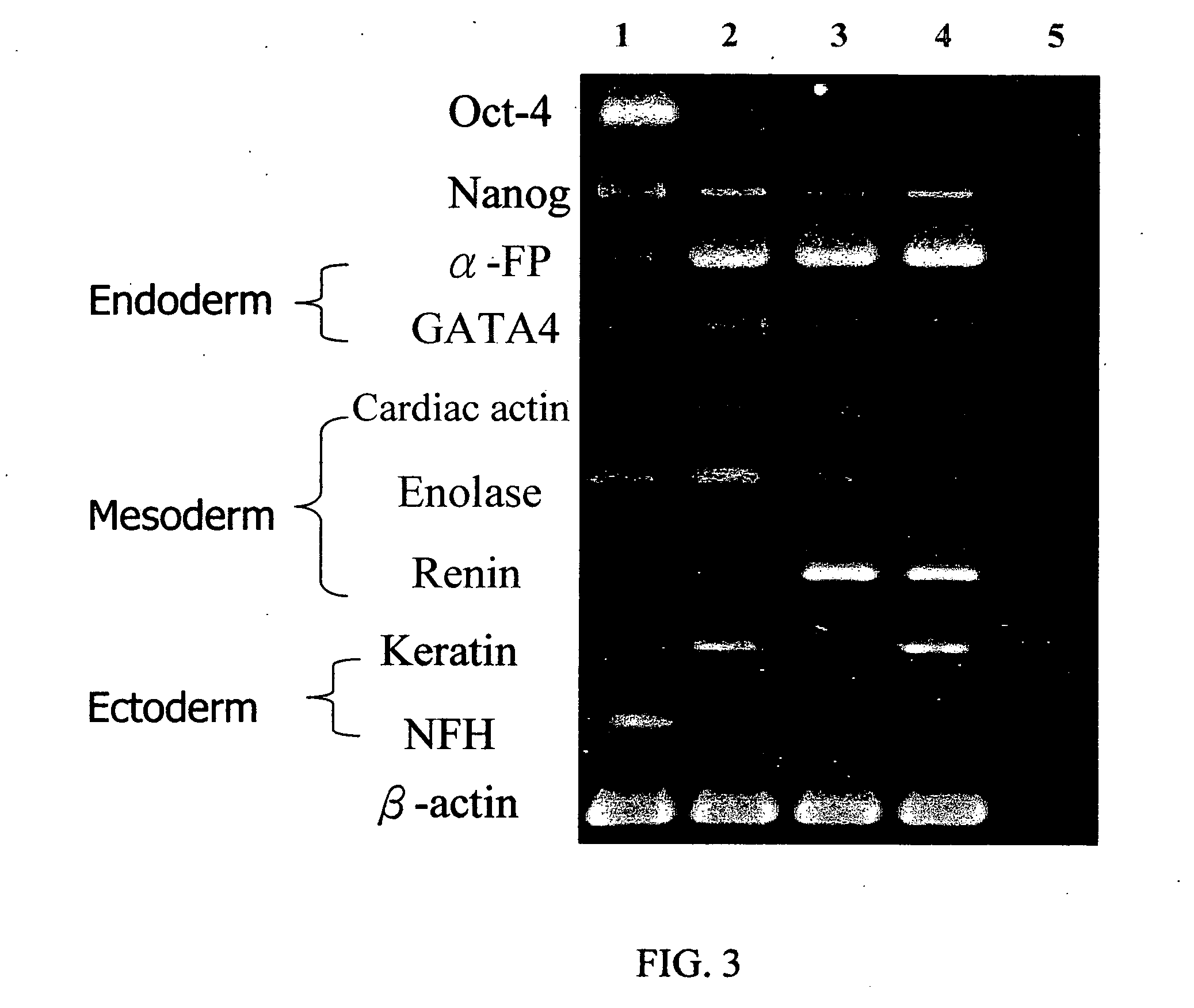 Method of forming multicellular spheroids from the cultured cells