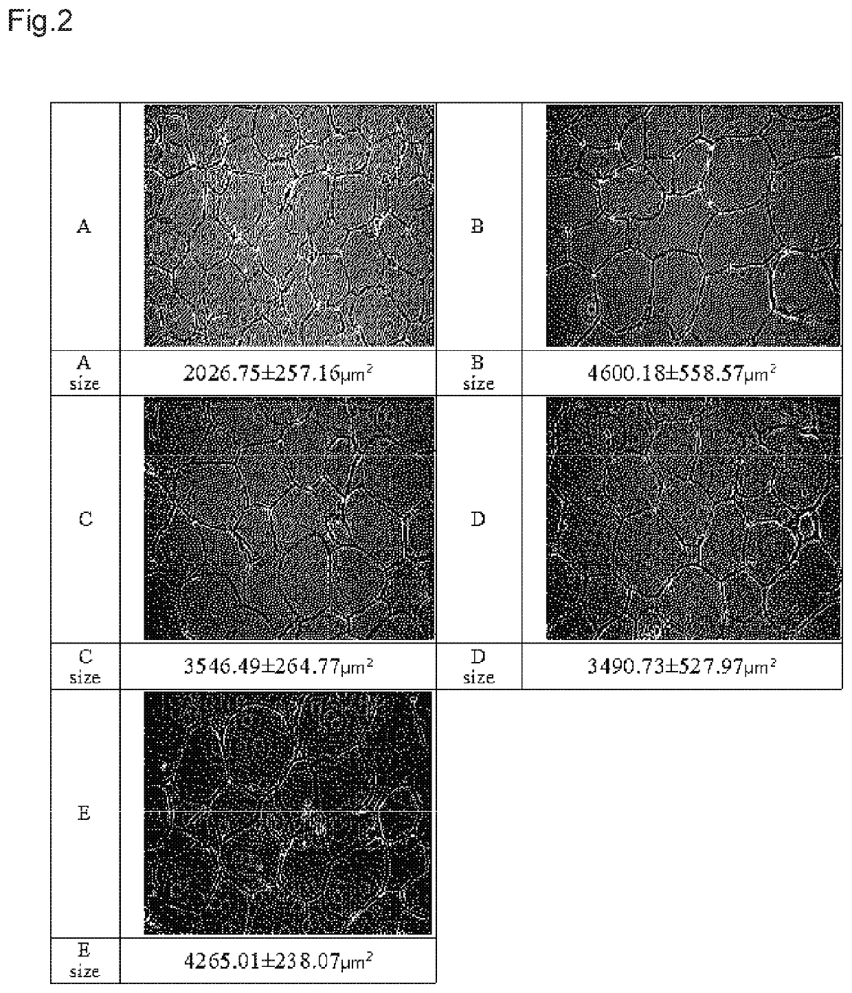 Composition comprising as active ingredient strain having excellent ability to produce formic acid for preventing or treating obesity or metabolic syndromes caused by obesity