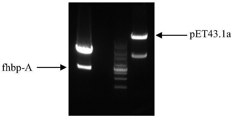 Group ABC meningococcus combined vaccine and preparing method thereof