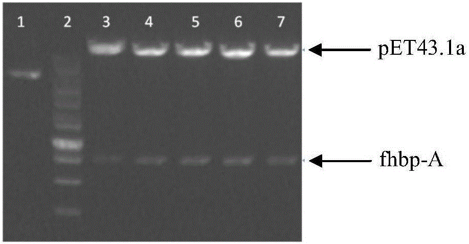 Group ABC meningococcus combined vaccine and preparing method thereof