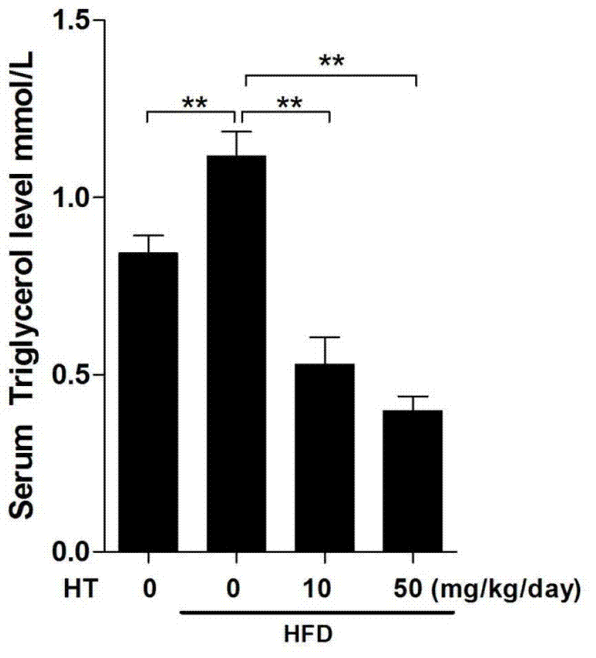 Application of hydroxytyrosol in medicine used for preventing and curing obesity