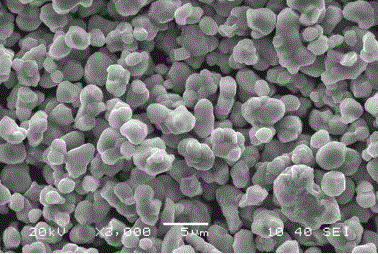 High-temperature rate type lithium cobalt oxide anode material and preparation method thereof