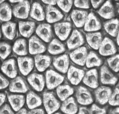 Flexible and heterogeneous nylon-6 fiber and preparation method thereof