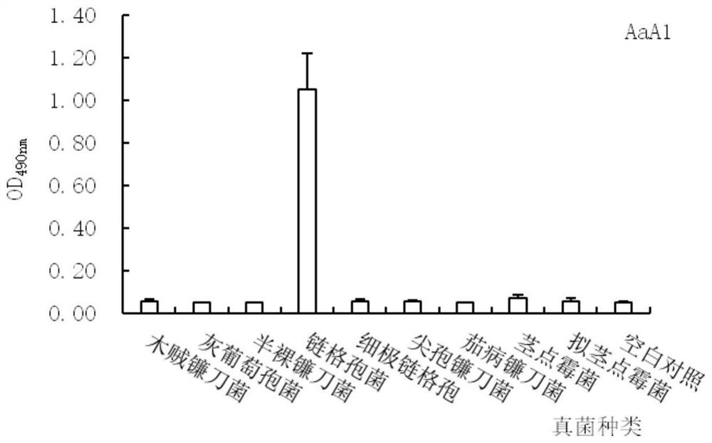 Monoclonal Antibody Recognizing Alternaria and Its Hybridoma Cell Line aaa1