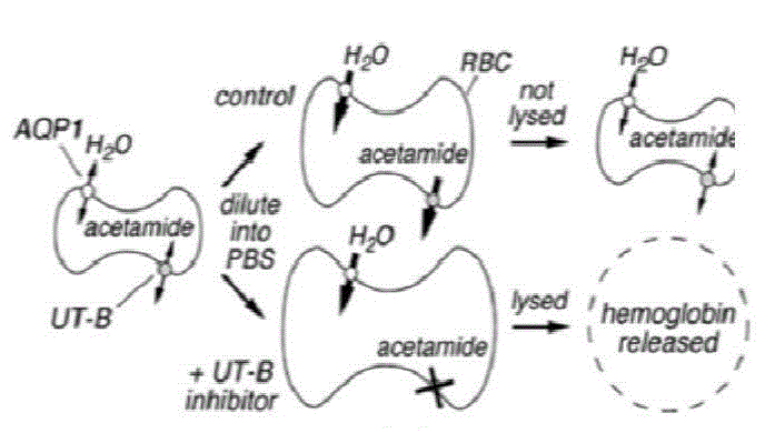 Application of a urea transporter (UT) inhibitor Youti