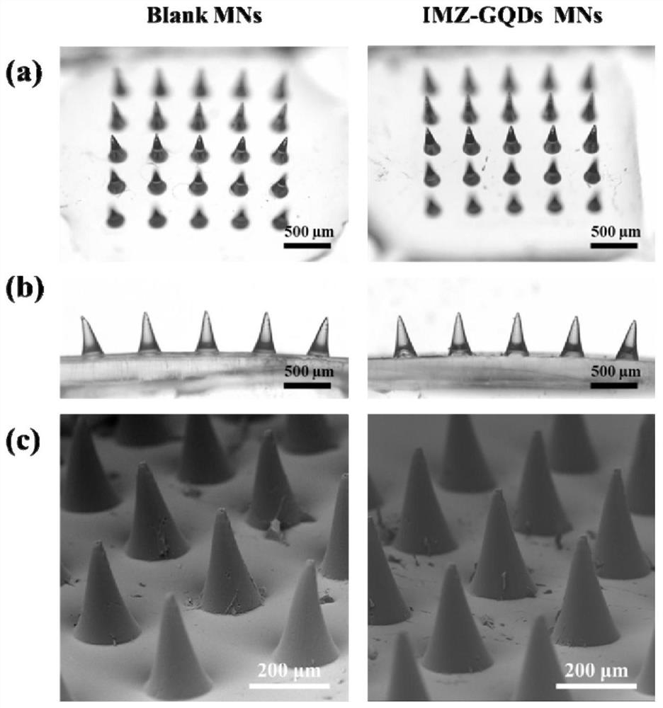 Preparation method of soluble microneedle patch constructed based on graphene quantum dots and used for treating bacterial keratitis