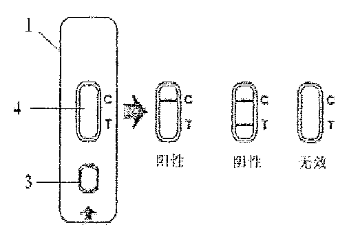 Colloidal gold test card for quickly testing ergot alkaloid and preparation method thereof