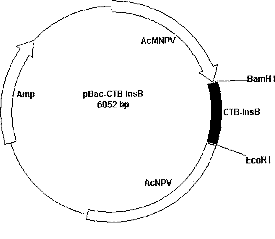 A fusion gene, it expressed protein and producing process thereof