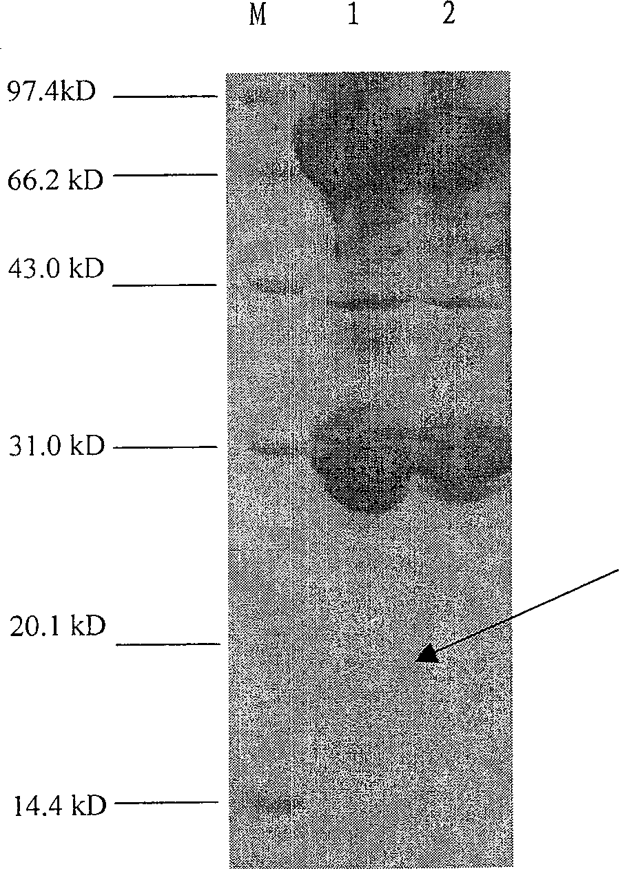 A fusion gene, it expressed protein and producing process thereof